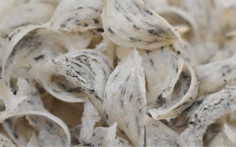 Cần lưu ý về độ ẩm trước khi bảo quản tổ yến thô