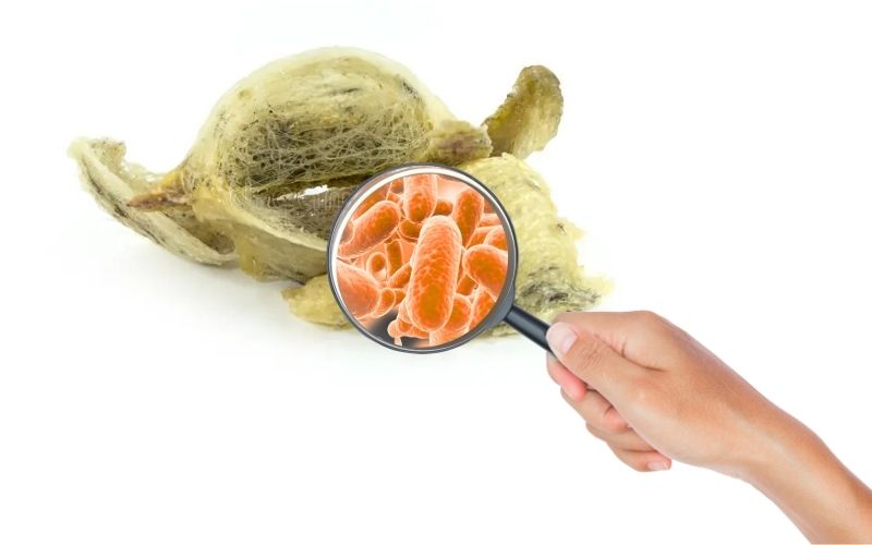 Khi yến mốc, cần đem bỏ ngay. Tuyệt đối không cắt bỏ phần mốc rồi sử dụng tiếp.