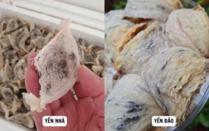 Yến đảo có kết cấu chắc chắn, sần sùi, to cứng hơn hẳn yến nhà