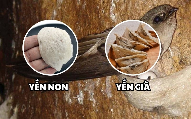 Yến non mềm, dễ tan, yến già thì dai, chưng lâu, giòn sần sật